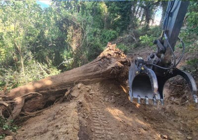 Abattage et dessouchage de gros arbres